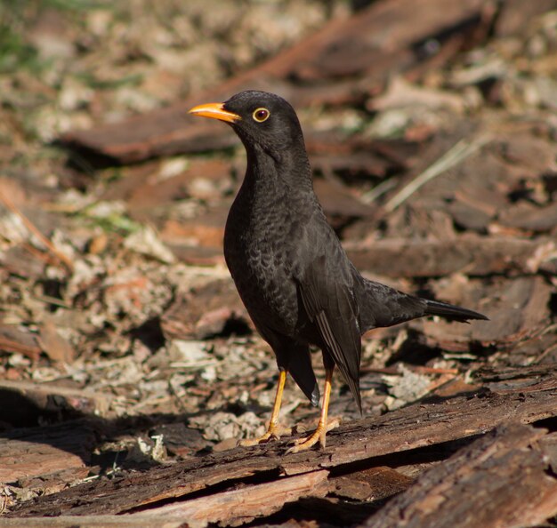 Portrait of a common blackbird in the countryside of Argentina