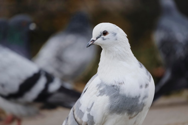 Foto ritratto del piccione comune columba livia
