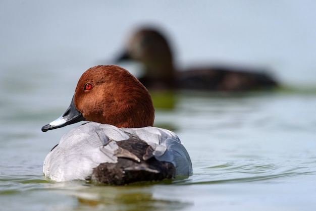 물에 일반적인 pochard 남자의 초상