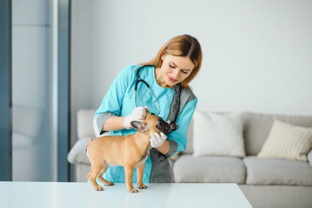 Photo portrait of confident female veterinarian examining dog in hospital