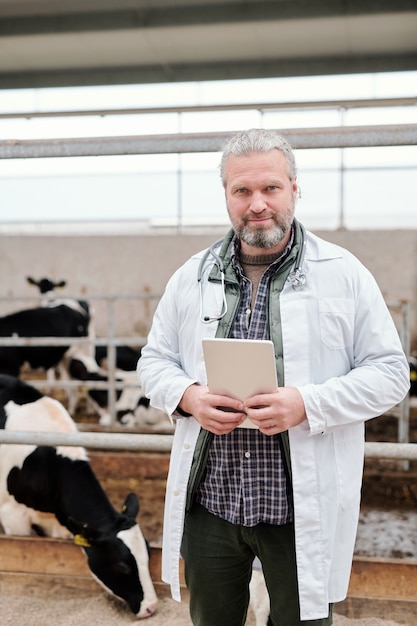 Foto ritratto di contenuto veterinario dai capelli grigi con stetoscopio intorno al collo che controlla i risultati dei test su tablet mentre si lavora con le mucche in fattoria