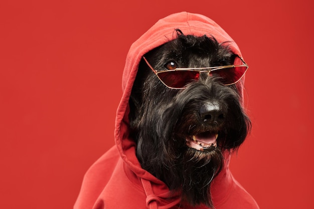 Портрет крутого черного шнауцера в красной толстовке и стильных очках, сидящего на красном фоне