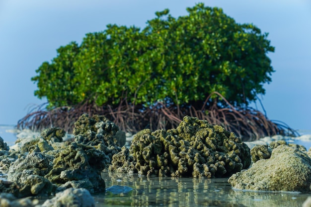 Foto un ritratto di una barriera corallina vista a livello del mare