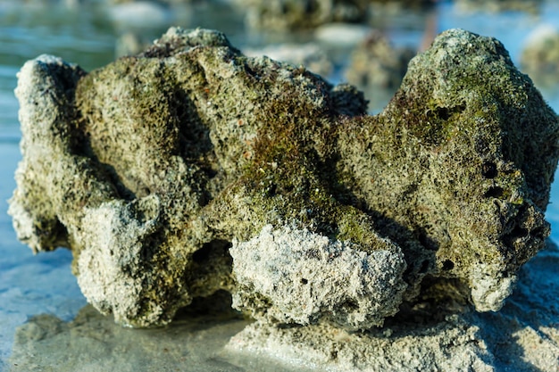 a portrait of a coral reef seen at sea level