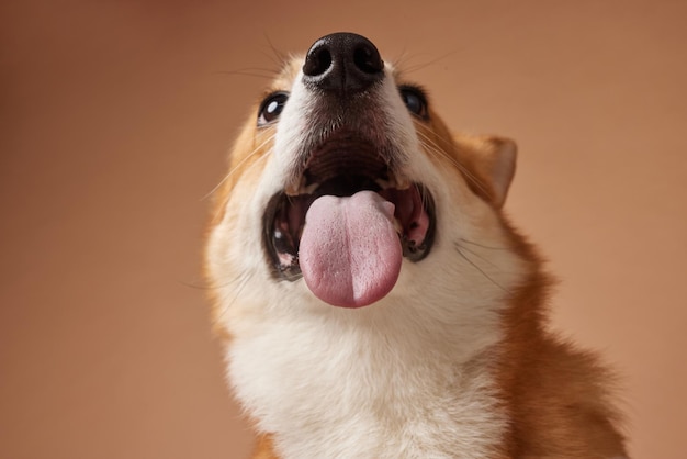 Foto ritratto di un cane corgi vicino con la lingua appesa su uno sfondo marrone