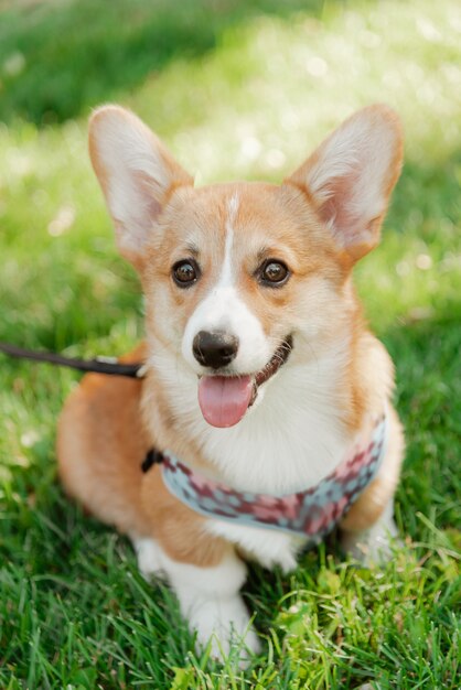 Portrait of a corgi puppy on a background of grass on a sunny day