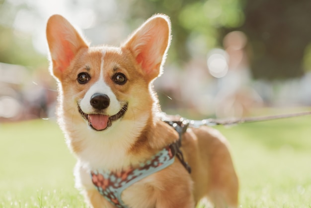 Portrait of a corgi puppy on a background of grass on a sunny day