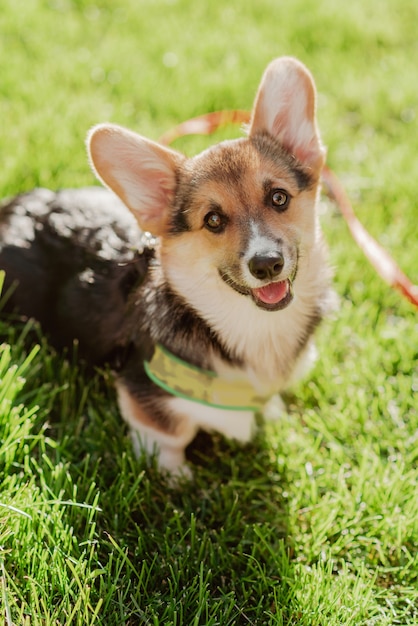 Portrait of a corgi puppy on a background of grass on a sunny day