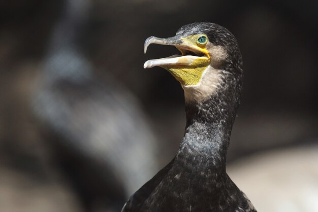 Portrait of a cormorant with an open beak