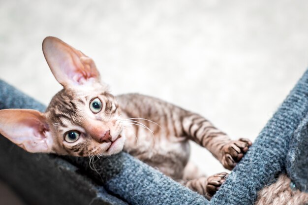 Portrait of a Cornish Rex breed cat. The kitten looks into the frame.