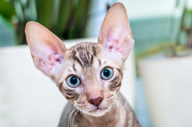 Portrait of a Cornish Rex kitten close up