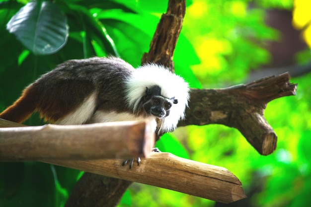 Photo portrait of cotton-top tamarin on bamboo