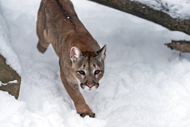 Photo portrait of a cougar, mountain lion