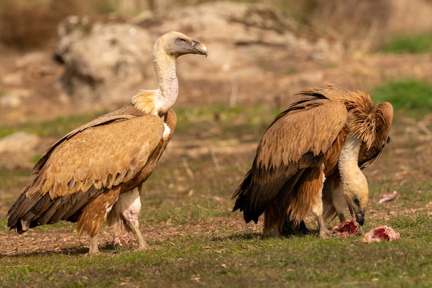 Portrait of a couple of vultures 