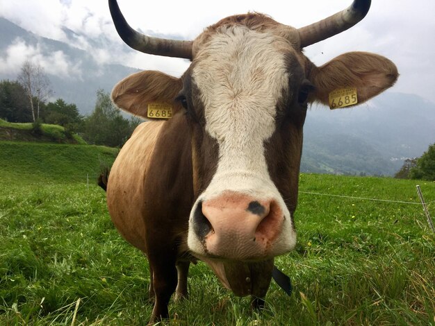 Portrait of cow on field against sky