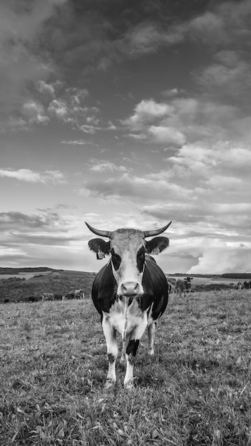 Photo portrait of cow on field against sky