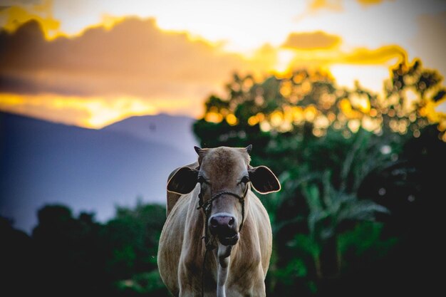 Photo portrait of cow on field against sky