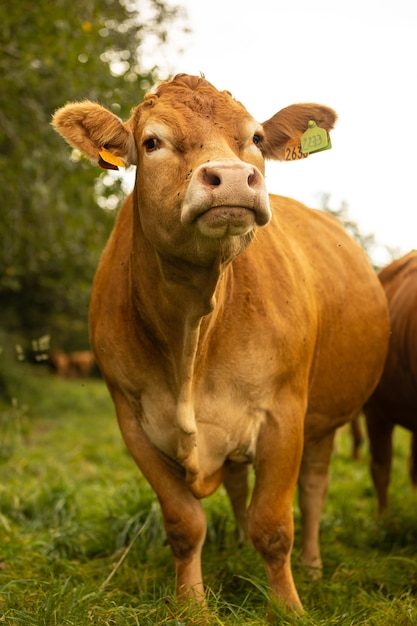 Photo portrait of cow on field