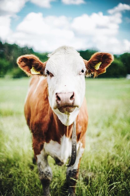 Foto ritratto di mucca sul campo