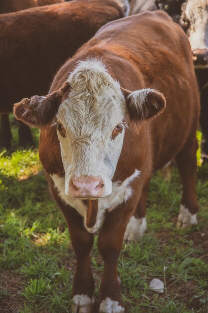 Portrait of cow on field