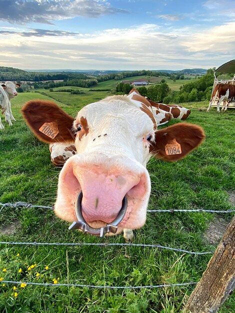 Portrait of cow on field