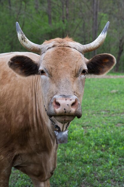 Photo portrait of cow on field