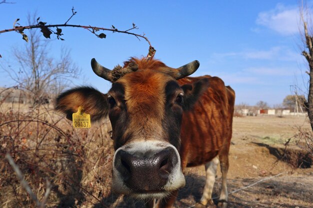 Photo portrait of cow on field