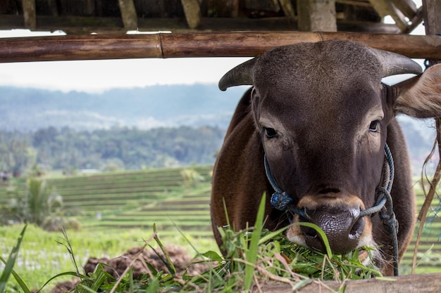 Portrait of cow on field