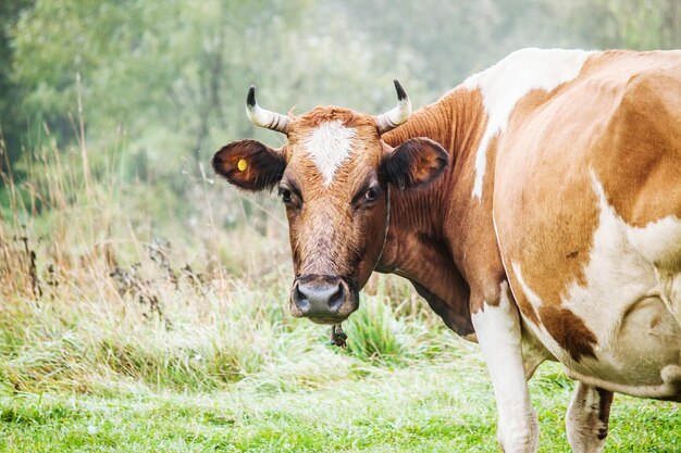 Portrait of cow on grassy field