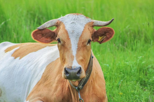 Portrait of a cow on green grass