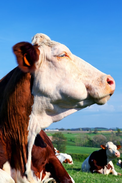 Portrait of cow on a green summer meadow at sunny day