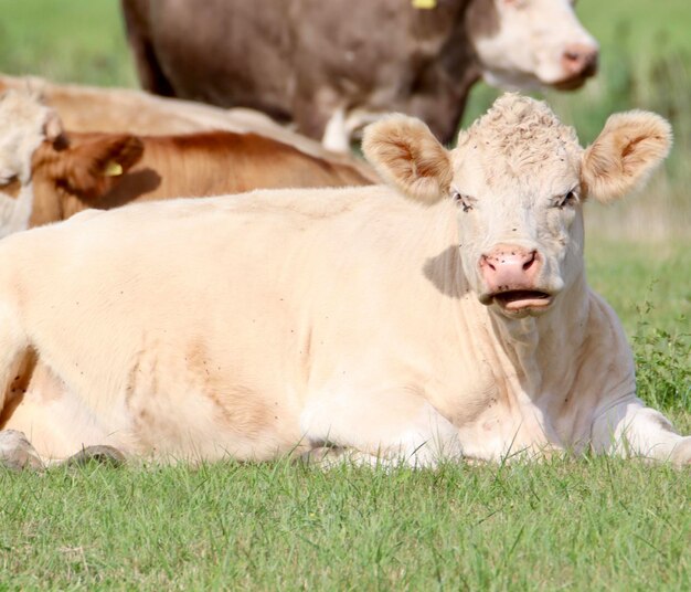 Photo portrait of cow relaxing on field