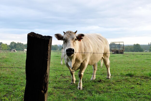 Foto ritratto di una mucca in piedi sul campo contro il cielo