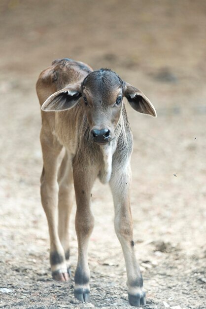 Foto ritratto di una mucca in piedi sul campo