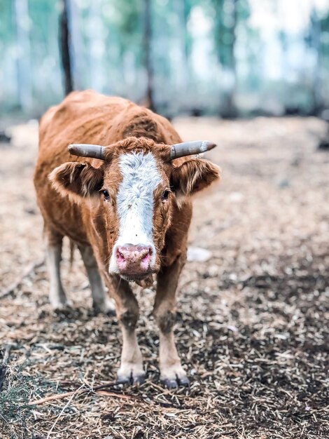 Foto ritratto di una mucca in piedi sul campo