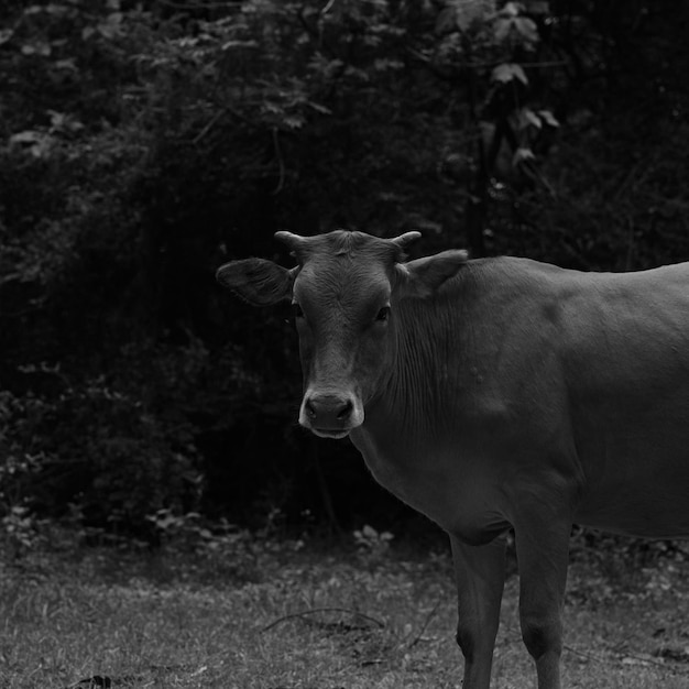 Photo portrait of cow standing on field