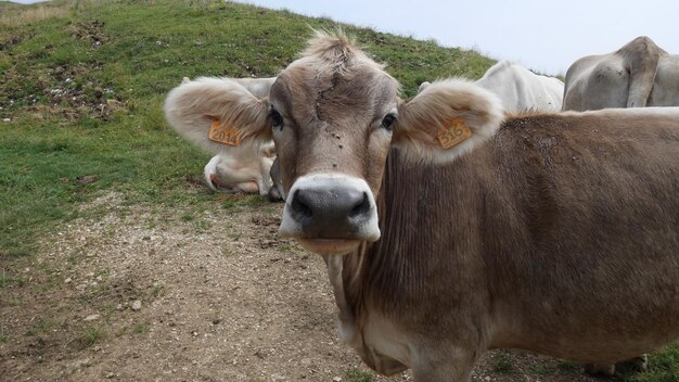 Foto ritratto di una mucca in piedi sul campo