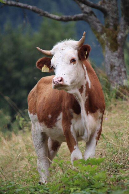 Foto ritratto di una mucca in piedi sul campo