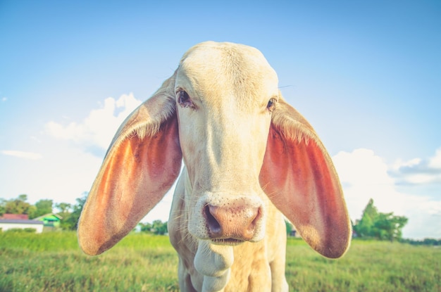 portrait of cow standing on grassy field against sky