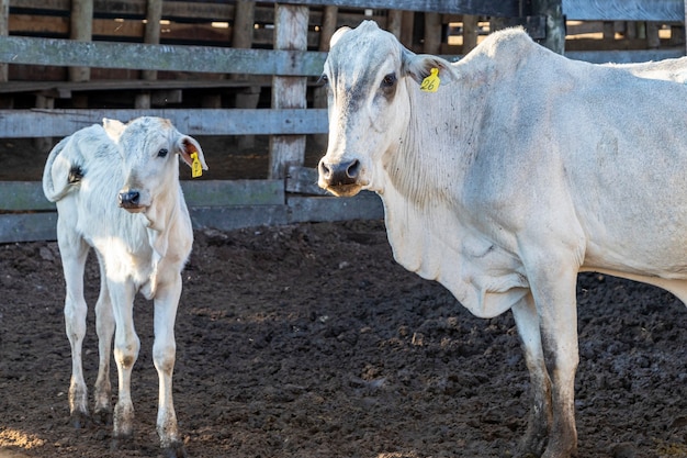 Portrait of a cow with her calf.