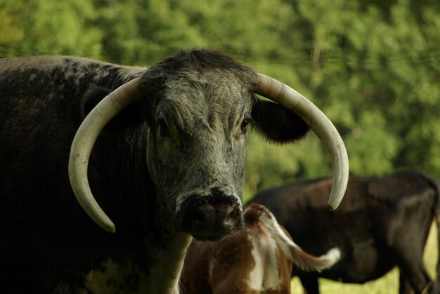 Photo portrait of cow