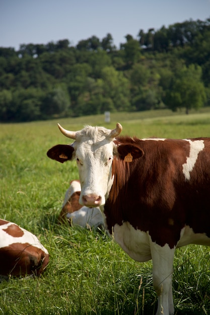 Portrait of cow