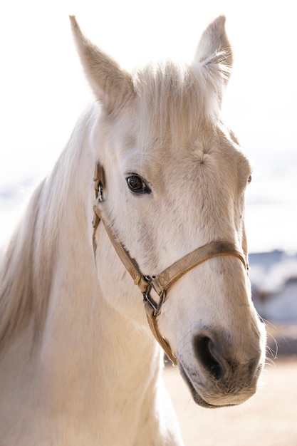 Foto ritratto di cowboy a cavallo