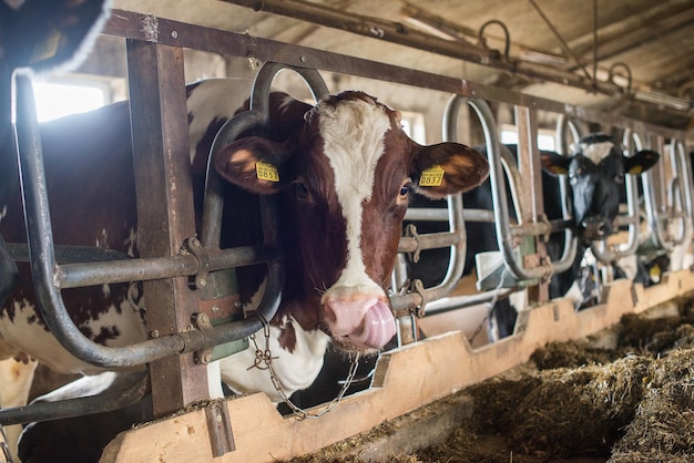 Foto ritratto di mucche in fattoria