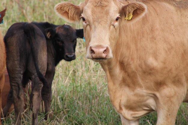 Photo portrait of cows at farm