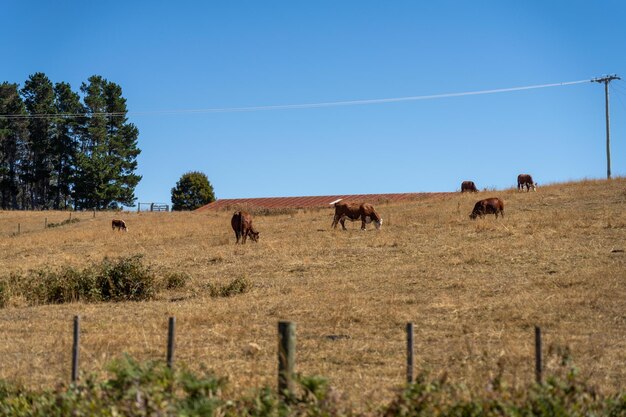 Photo portrait of cows in a field grazing regenerative agriculture farm storing co2 in the soil with carbon sequestration