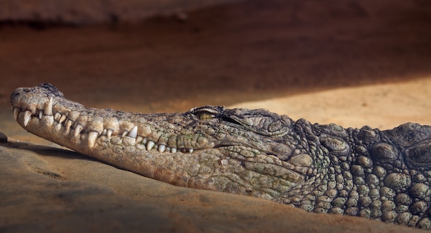 Photo portrait of a crocodile resting in the sand