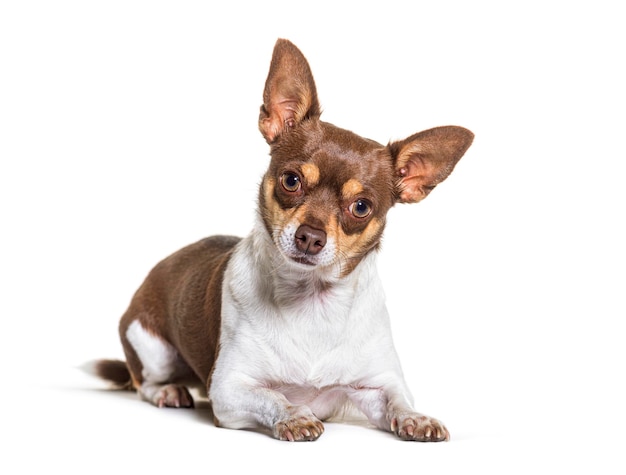 Portrait of Crossbreed dog with a chihuahua and unknown breed lying down isolated on white