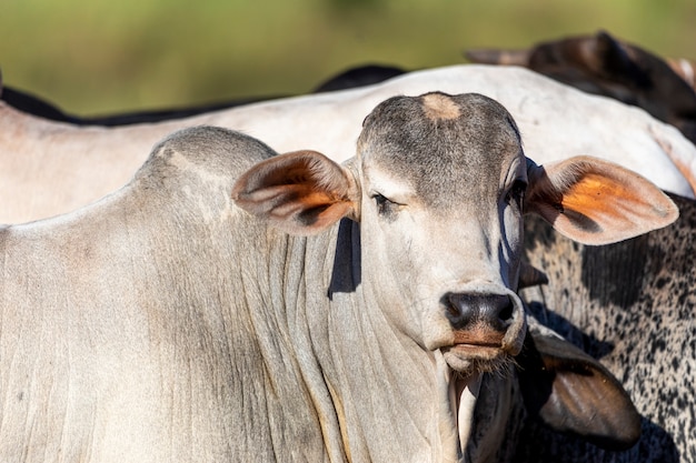 Portrait of a crossbreed ox of the Canchim breed with nellore