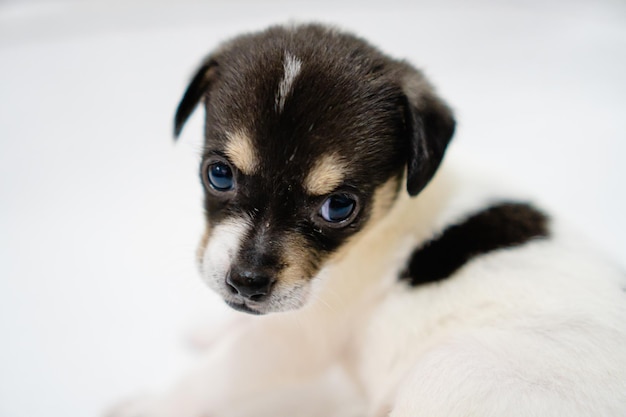 Portrait of a crossbreed puppy on a white background